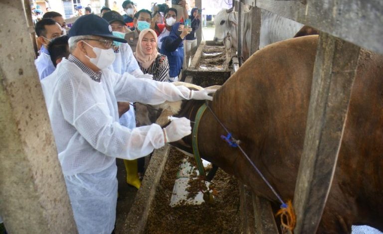 Capaian Vaksinasi PMK di Sumsel 60,30 Persen, Masyarakat Peternak Dihimbau Tak Perlu Khawatir