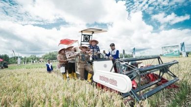 Bupati OKUT Panen Raya Bersama PT Agricon Indonesia