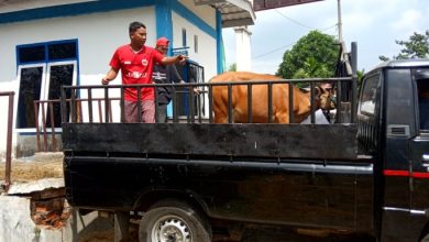 Pemkab Lahat Salurkan 46 Ekor Sapi untuk Masyarakat