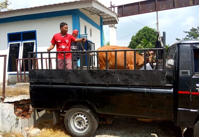 Pemkab Lahat Salurkan 46 Ekor Sapi untuk Masyarakat