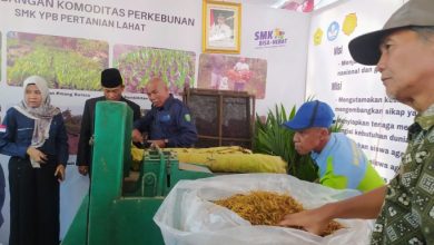 Produksi Rokok dari Talas Beneng, SMK Pertanian Lahat Ini Pasarkan Sampai ke Jawa Tengah