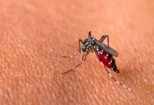 Peringatan Dengue ASEAN: Solusi Inovatif Lawan DBD