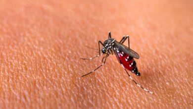 Peringatan Dengue ASEAN: Solusi Inovatif Lawan DBD